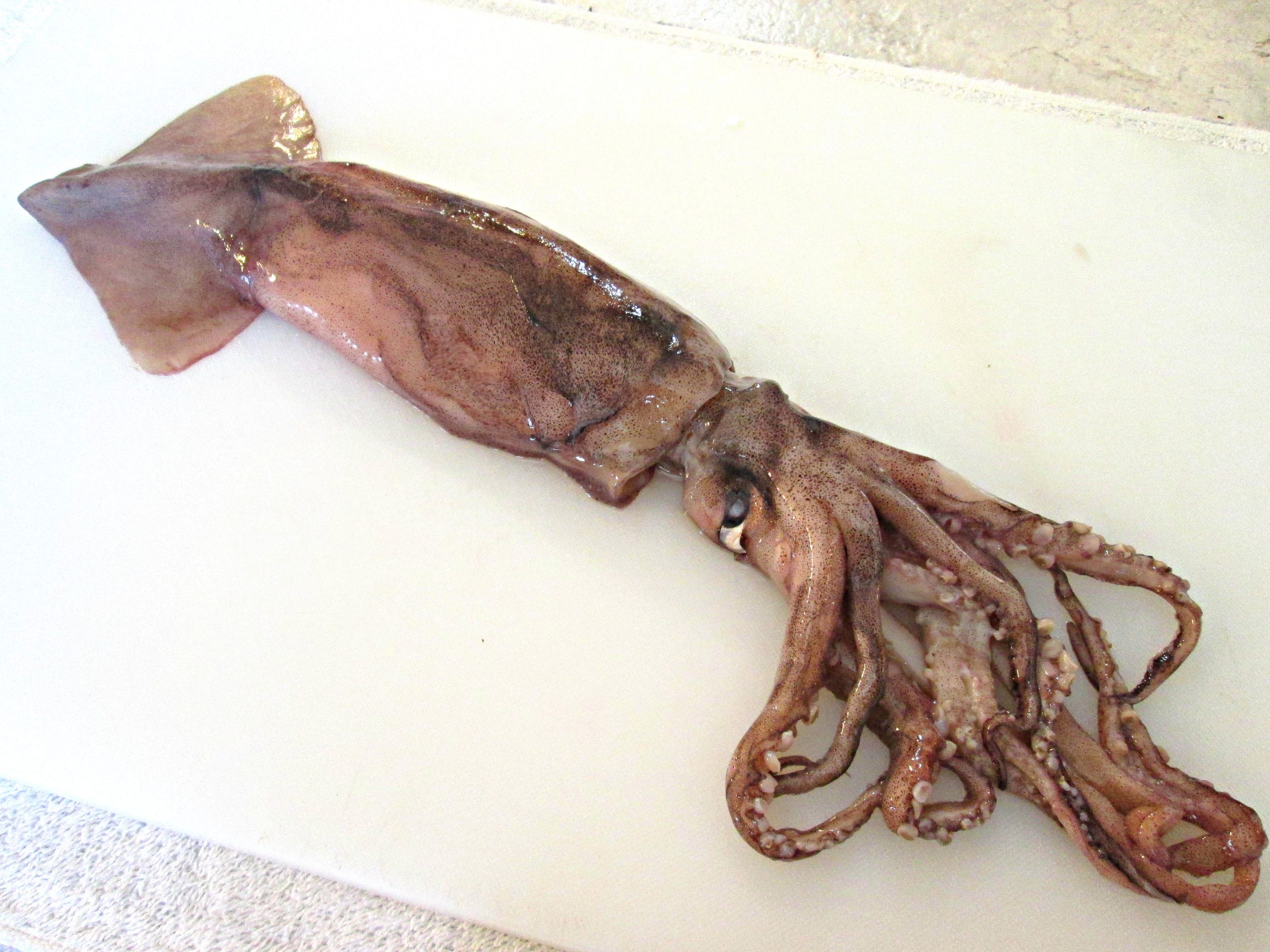 Squid – How to Clean and Prepare Whole Squid